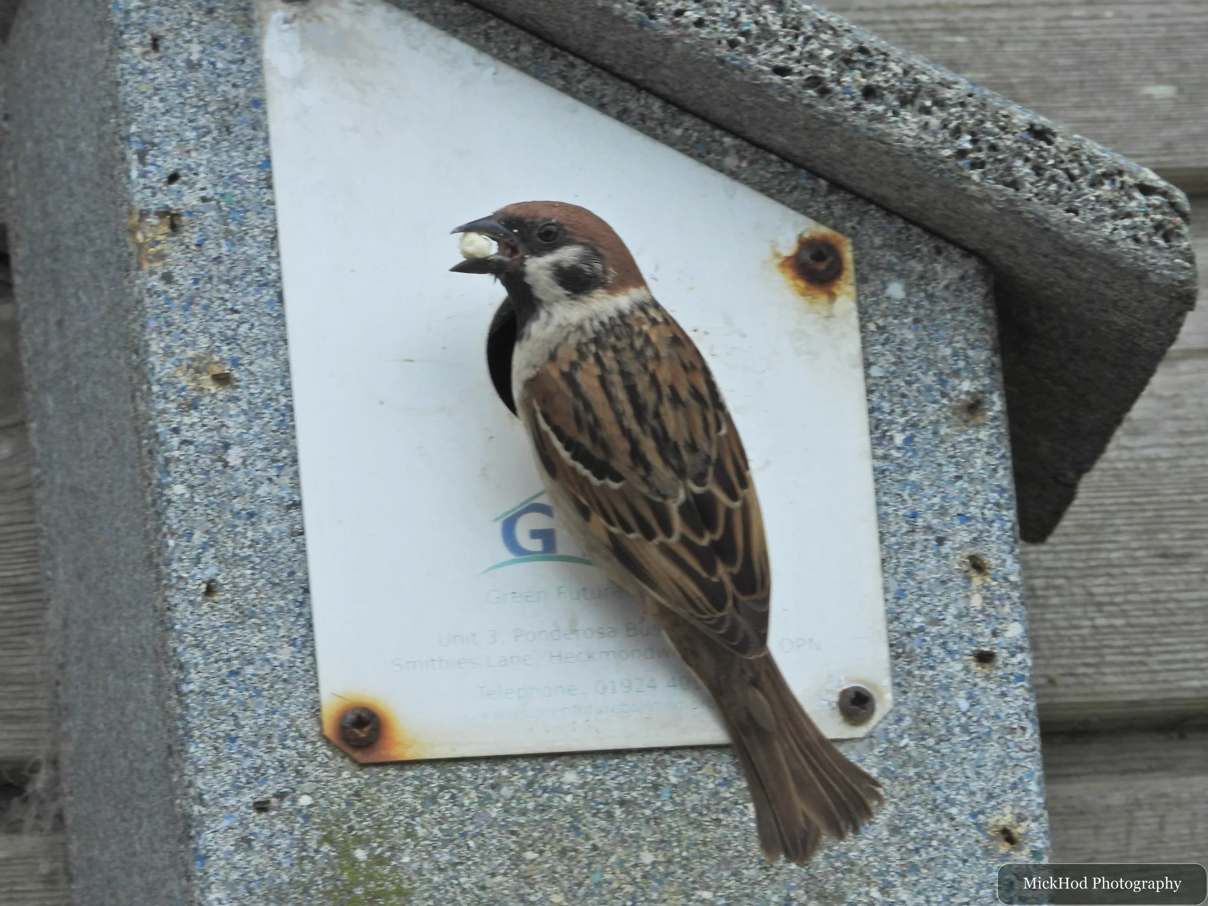 Eurasian Tree Sparrow